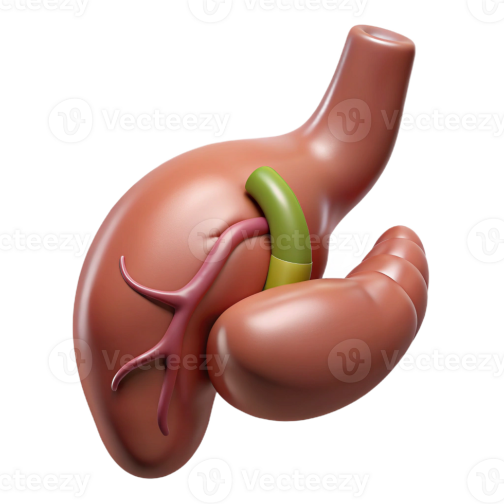 Isometric Model of Digestive System png