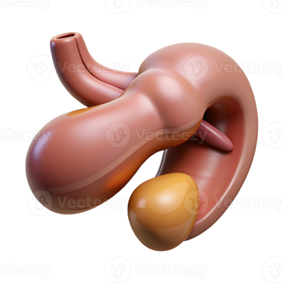 Isometric Render of the Pancreas and Gallbladder png