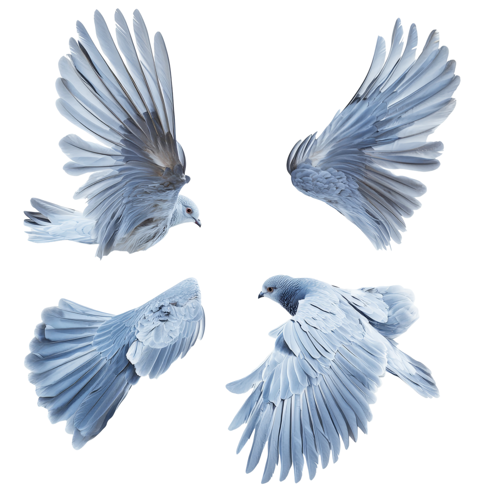 Beautiful bird wings displayed on a transparent background showcasing intricate feather patterns and elegant shapes, wings of birds on transparent background background png