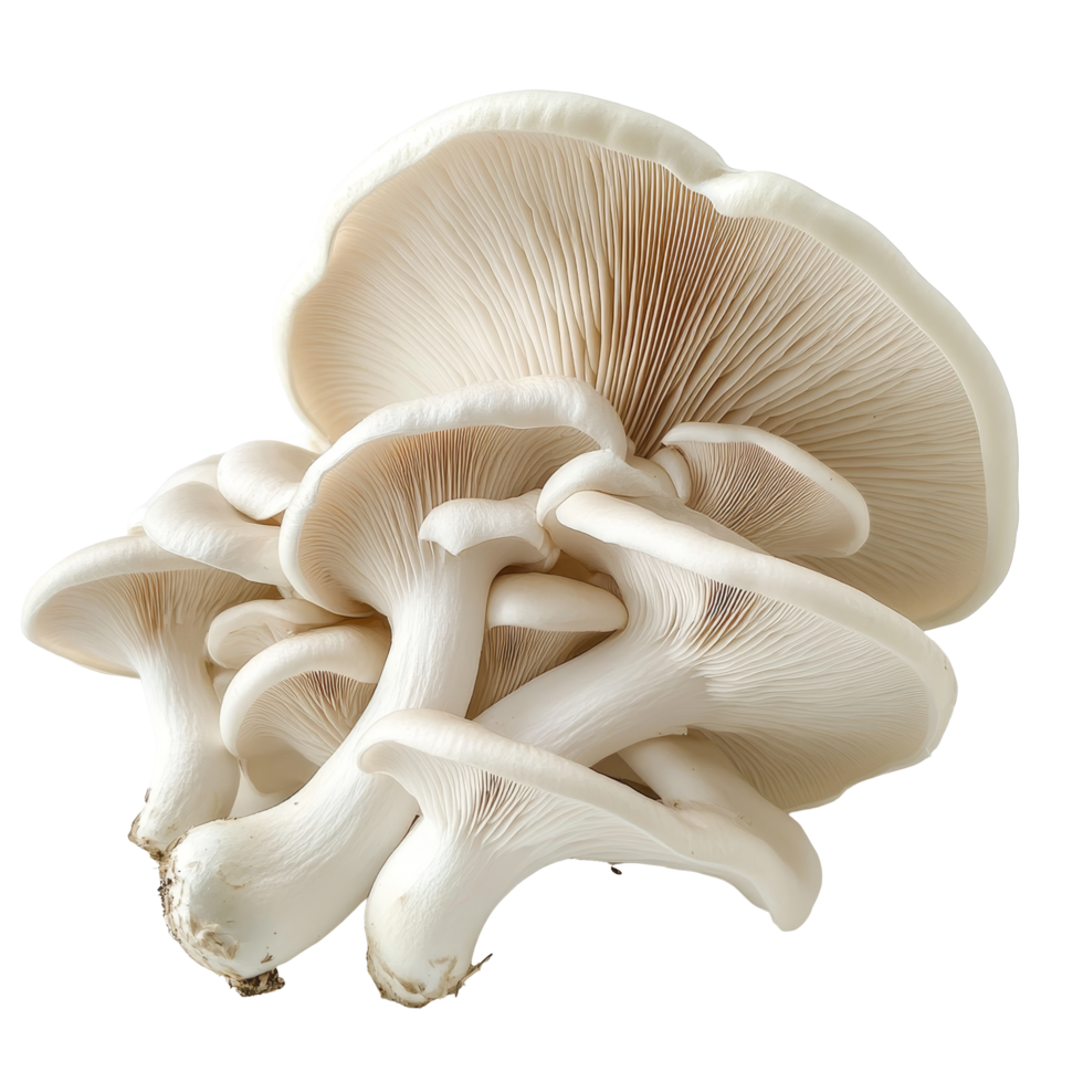 Fresh oyster mushrooms displayed against a clean transparent background, showcasing their delicate cap and gills, oyster mushroom transparent background png