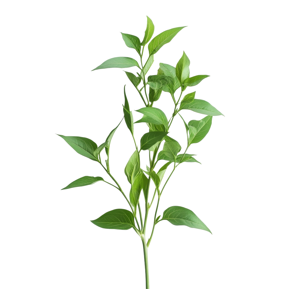 Fresh Andrographis paniculata plant against a transparent background showcasing its vibrant leaves, Andrographis paniculata plant on transparent background png