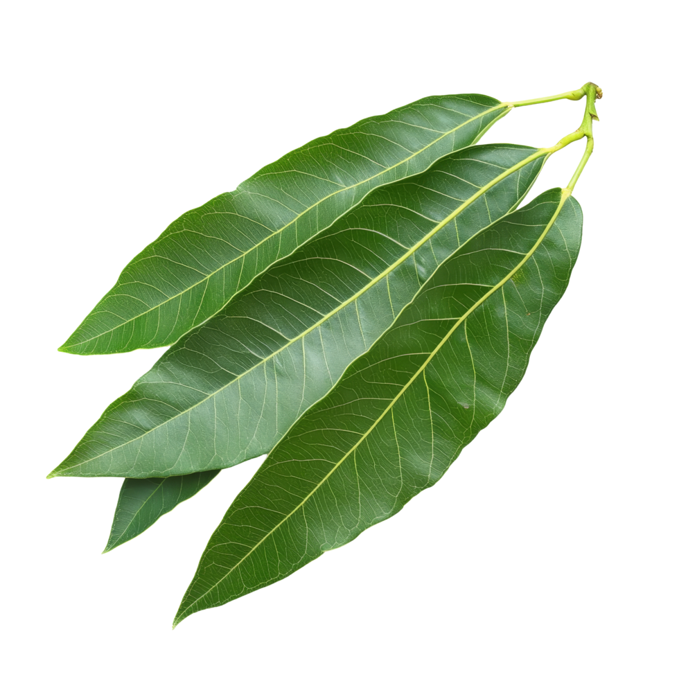 Isolated mango leaves showcasing vibrant green color against a clean transparent background, Mango leaf isolated on transparent background png