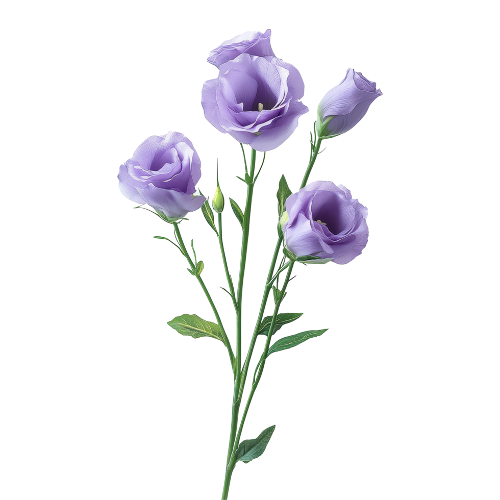 Beautiful lisianthus flowers in soft purple hues, isolated on a clean transparent background for a fresh look, lisianthus flowers isolated on transparent background png