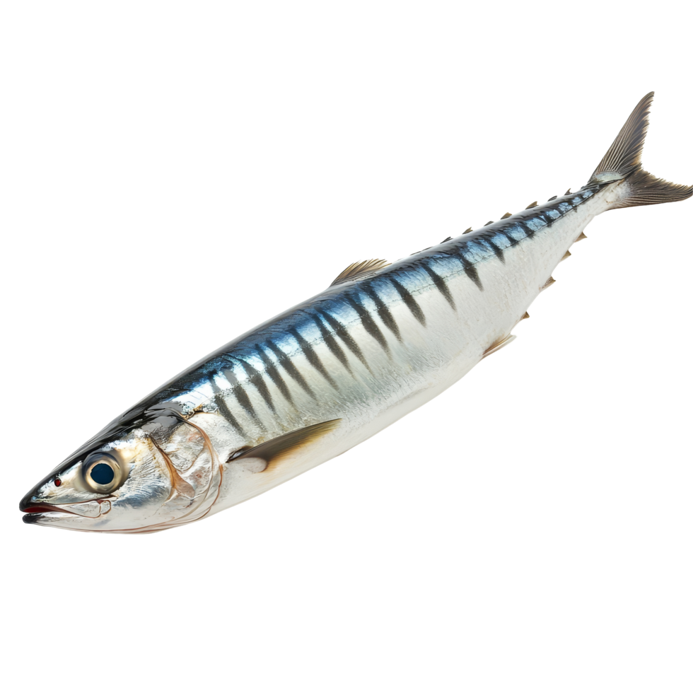 Fresh mackerel fish isolated on a clean transparent background ready for culinary preparations, a mackerel fish isolated on transparent background png