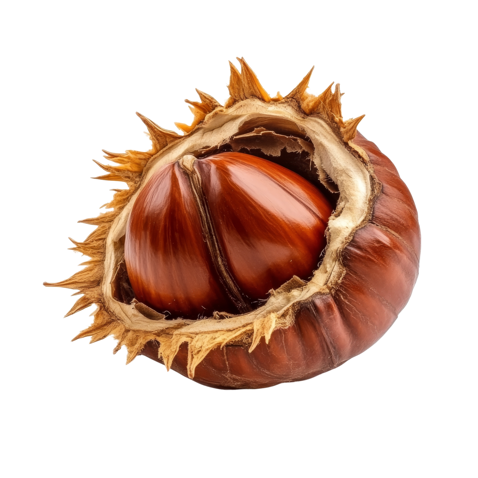 Chestnut seed with husk isolated on a clean transparent background, showcasing natural texture and rich color, Chestnut Seed isolated on transparent background png