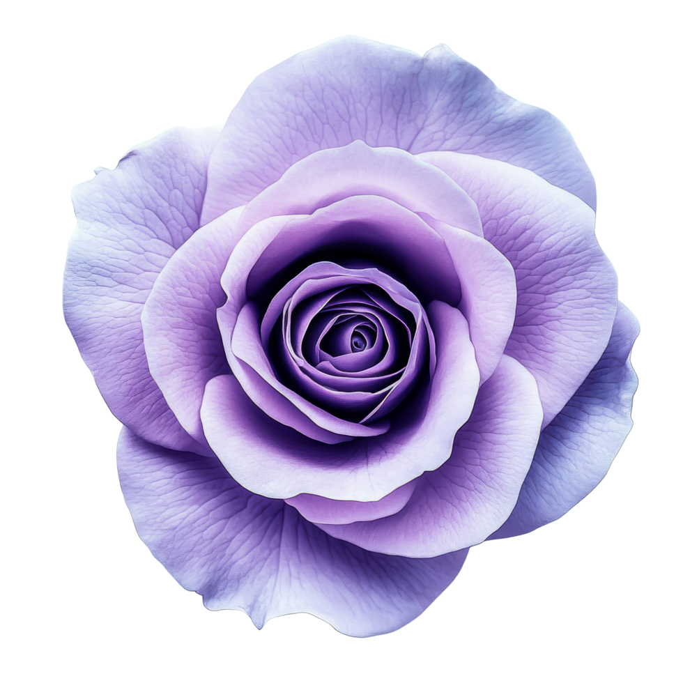 Single beautiful violet rose flower isolated on a transparent background highlighting its delicate petals and color, single petal violet rose flower isolated on transparent background or transparent png