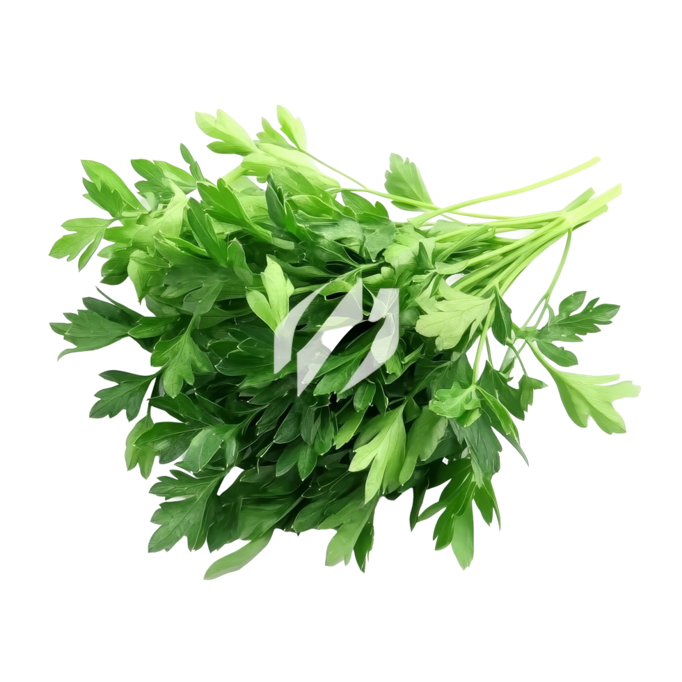 Fresh parsley herb bundle isolated on a transparent background, ideal for culinary and decorative uses in kitchens, Fresh parsley herb isolated on transparent background png