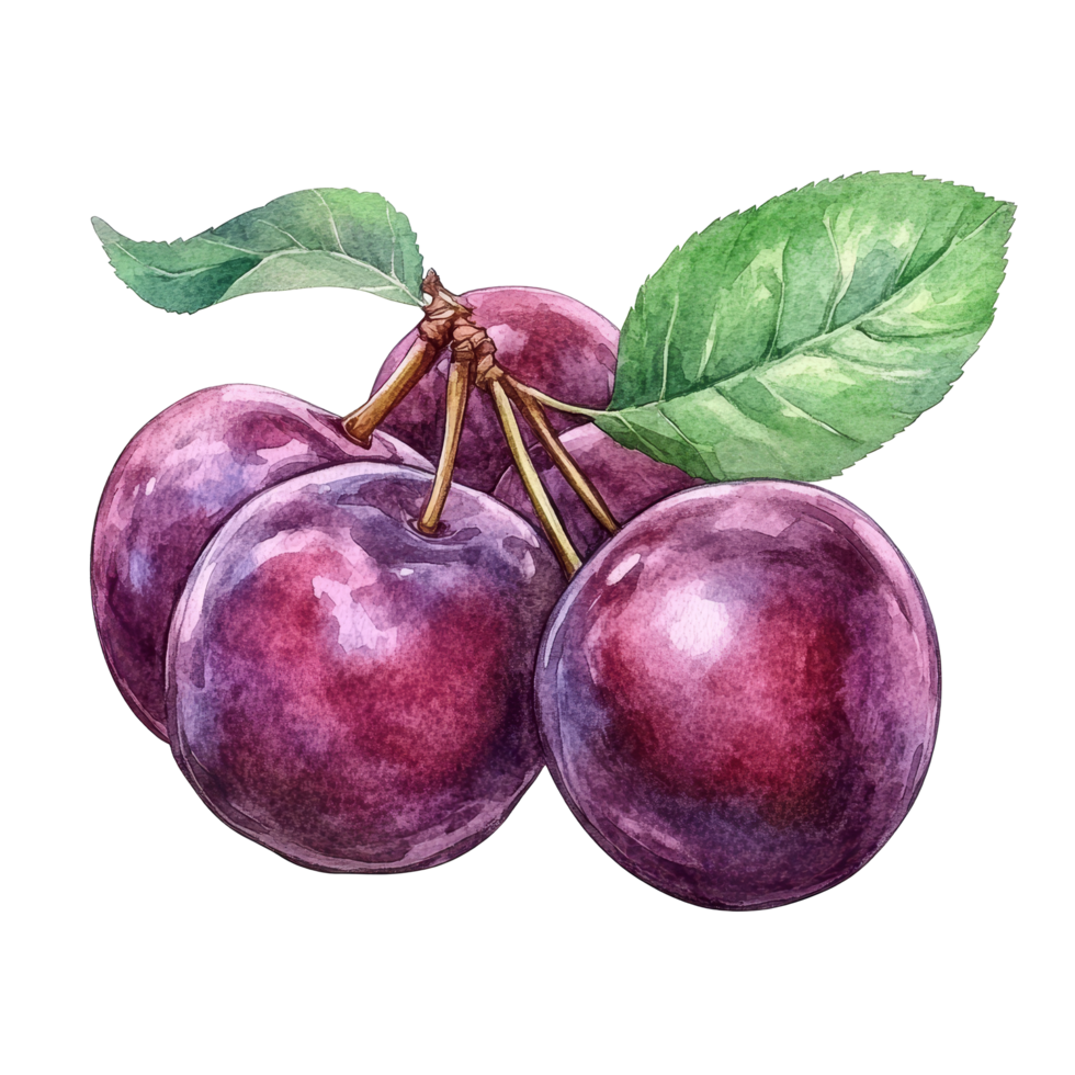 Beautiful watercolor drawing of ripe plums with vibrant leaves isolated on a transparent background showcasing fresh fruit, plums in drawing isolated on transparent background png