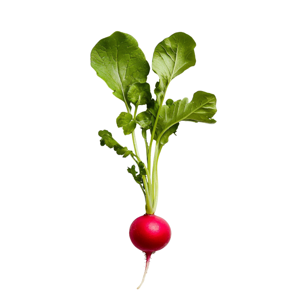 Fresh red radish with vibrant green leaves isolated on a transparent background enhancing its natural appeal, Small radish isolated on transparent background png