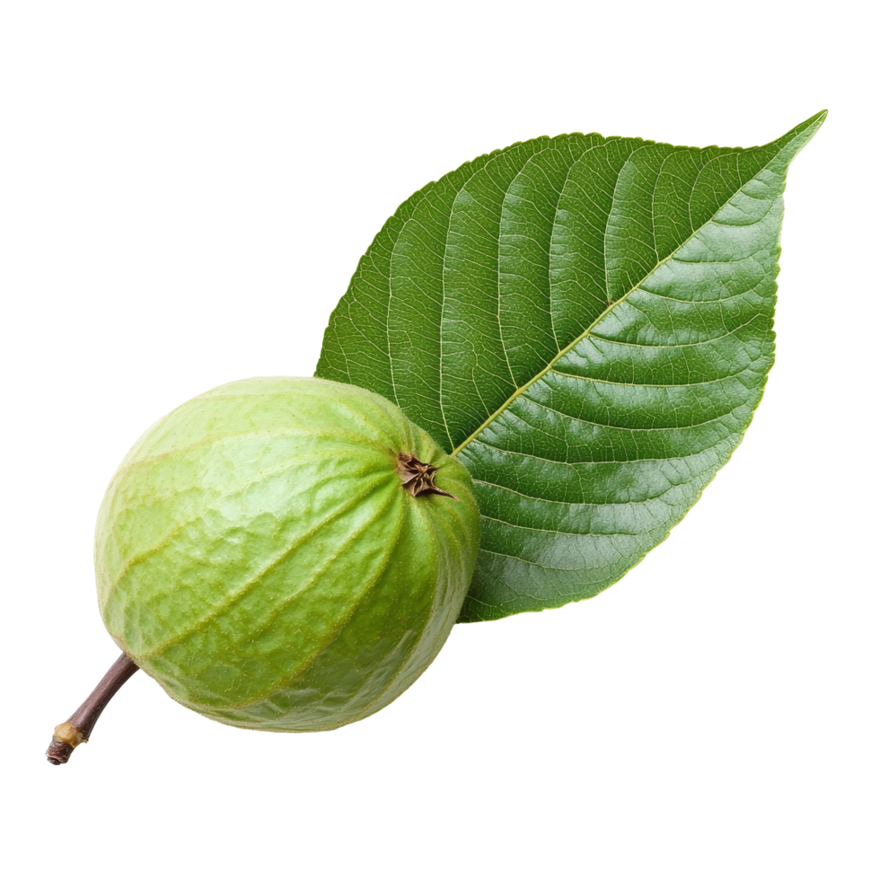 Fresh guava leaf isolated on transparent background with ripe guava fruit highlighting its natural charm and health benefits, guava leaf isolated on transparent background png