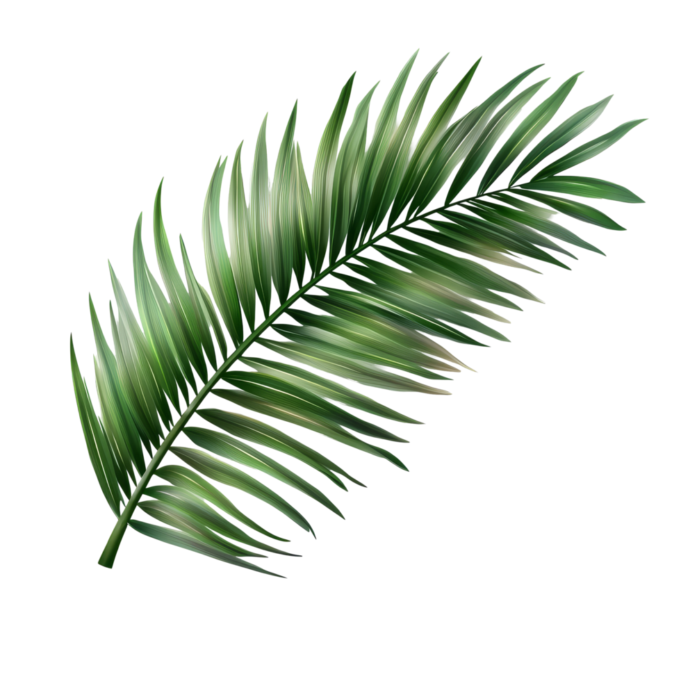 Tropical green palm leaf isolated on transparent background for design and decoration purposes, tropical green palm leaf tree isolated on transparent background png
