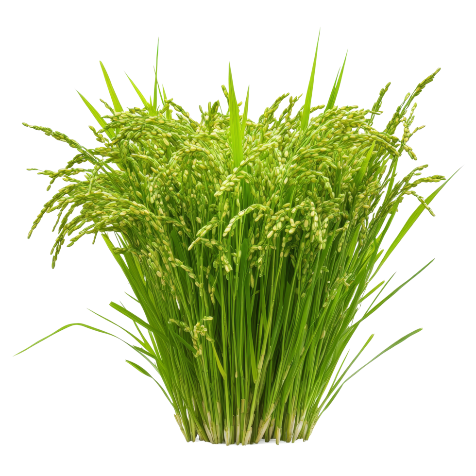 Green rice plants growing in a bunch against a transparent background, showcasing their lush foliage and grains, Green rice plants isolated on transparent background png