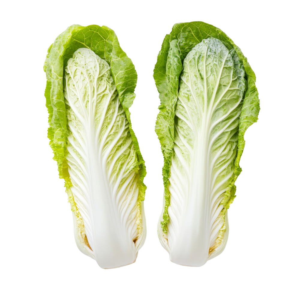 Fresh Chinese cabbage halves on a clean transparent background for culinary use and recipe inspiration, Fresh chinese cabbage on transparent background png