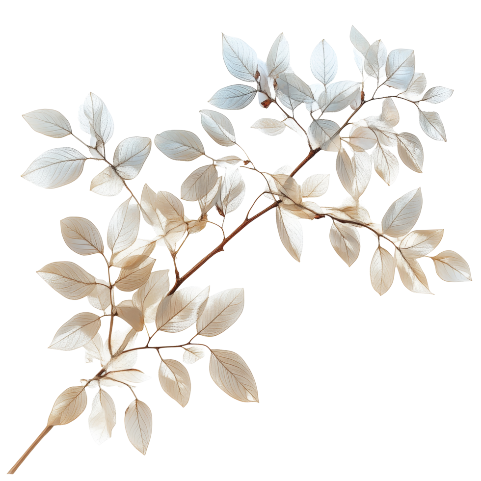 Delicate dried leaves in soft hues arranged on a transparent background for an elegant, Delicate natural objects on transparent background or transparent background, featuring s and for easy editing png