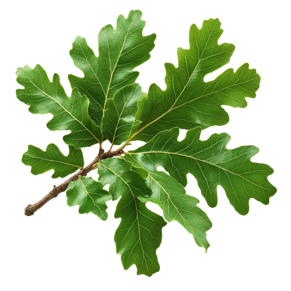 A green oak branch with vibrant leaves isolated on a transparent background in a natural setting, green oak branch with leaves, file of isolated object on transparent background png