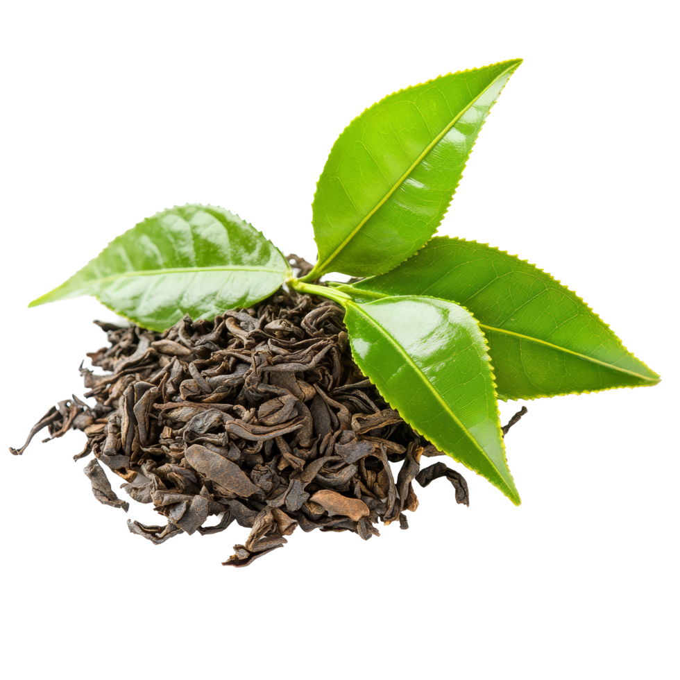 Dry tea leaves with fresh green tea leaves on a clean transparent background capturing their natural beauty and textures, Dry tea leaves isolated on transparent background png