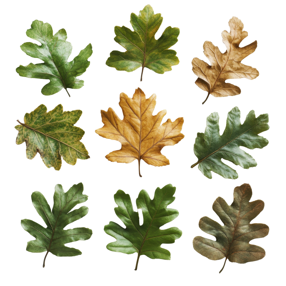 A beautiful collection of oak leaves on a clean transparent background showcasing their unique shapes and colors, Oak Leaves lettuce isolated on transparent background png