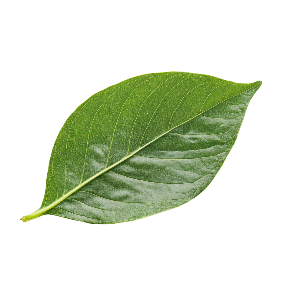 Fresh organic green leaf isolated on a transparent background showcasing its intricate details and vibrant color, Fresh organic green leaf transparent background. leaves transparent background png