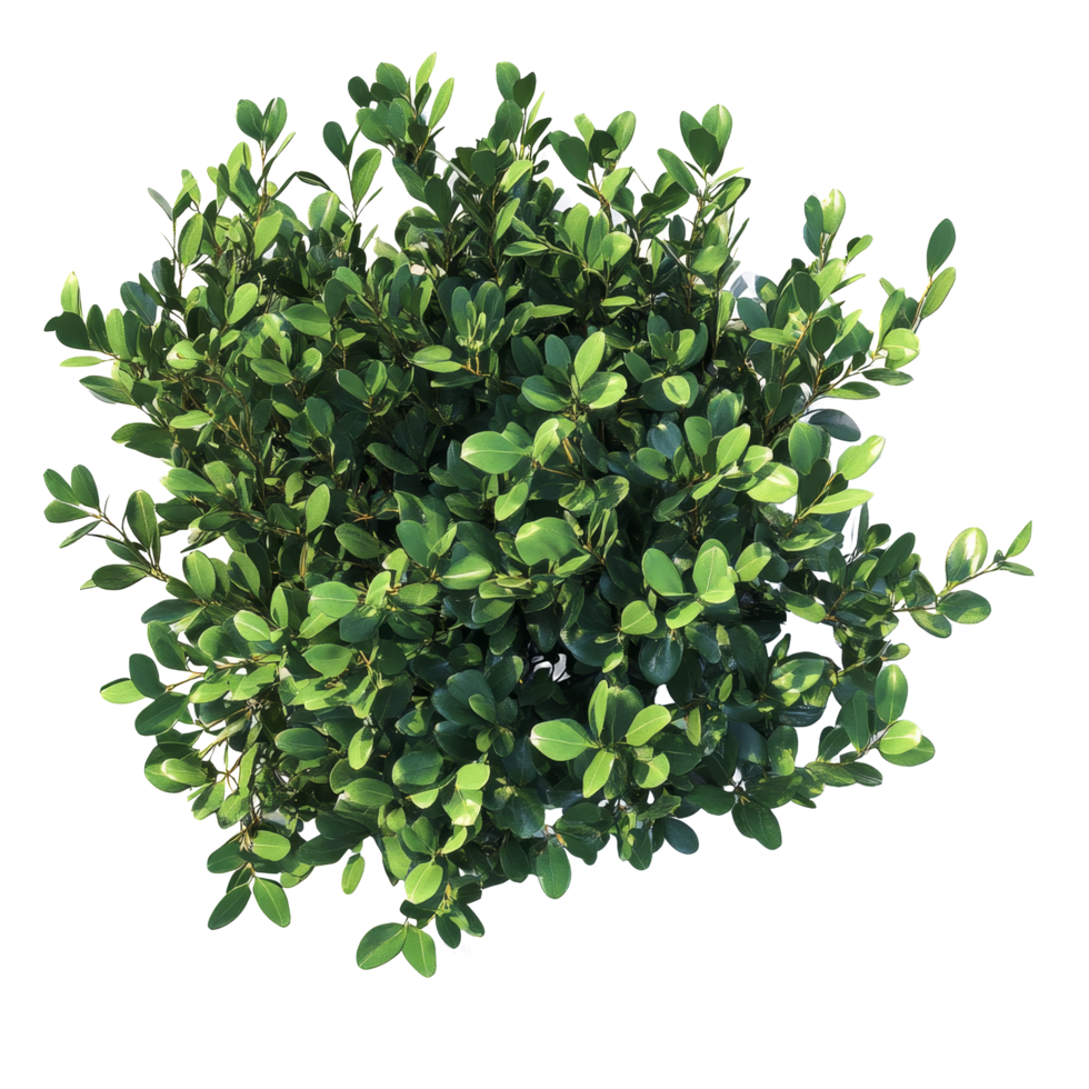 Lush green bush atop a clean transparent background showcasing vibrant foliage and defined cutouts, bush on transparent background cutouts png
