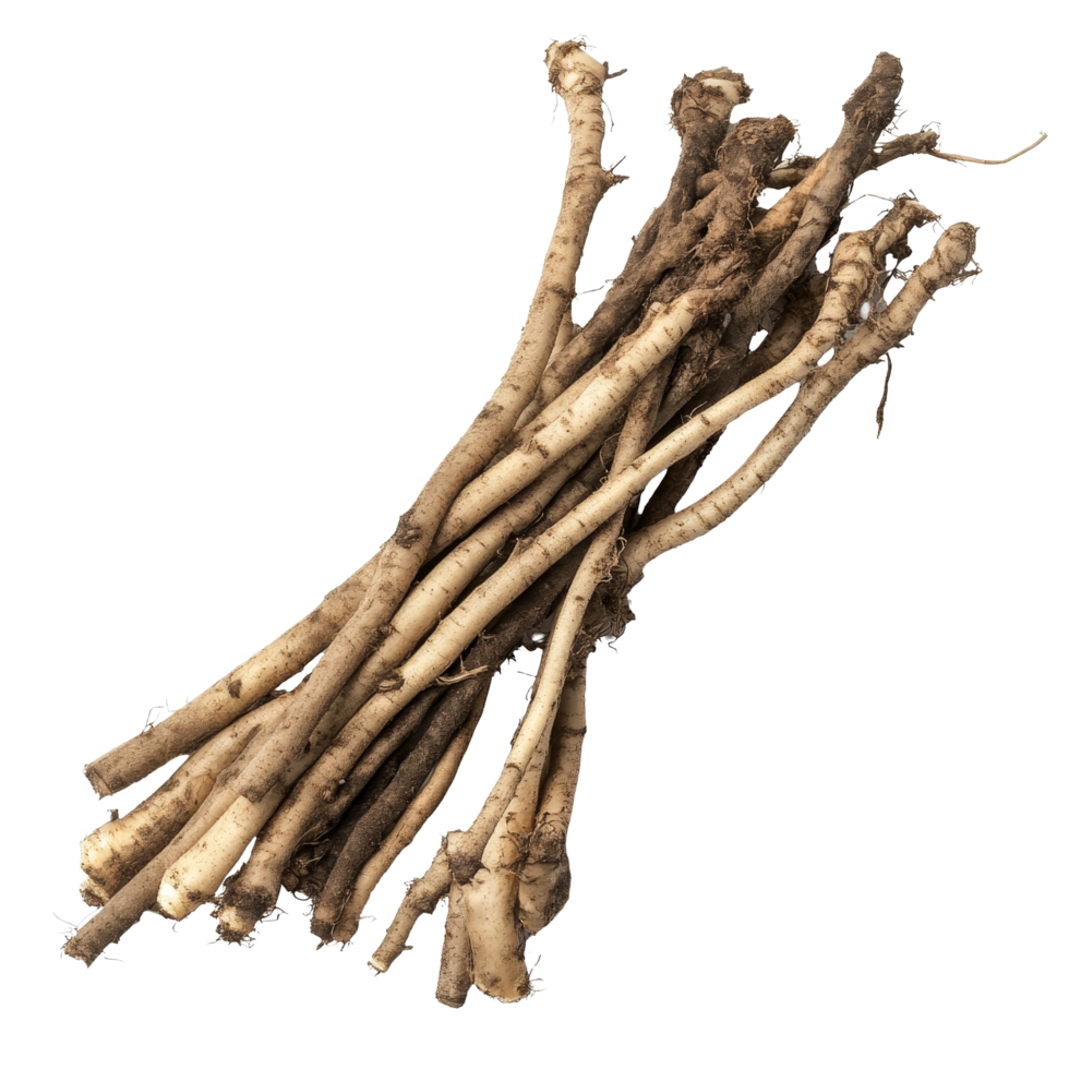 Fresh burdock roots collected from the earth, displayed on a clean transparent background for natural food photography, Burdock roots on transparent background png