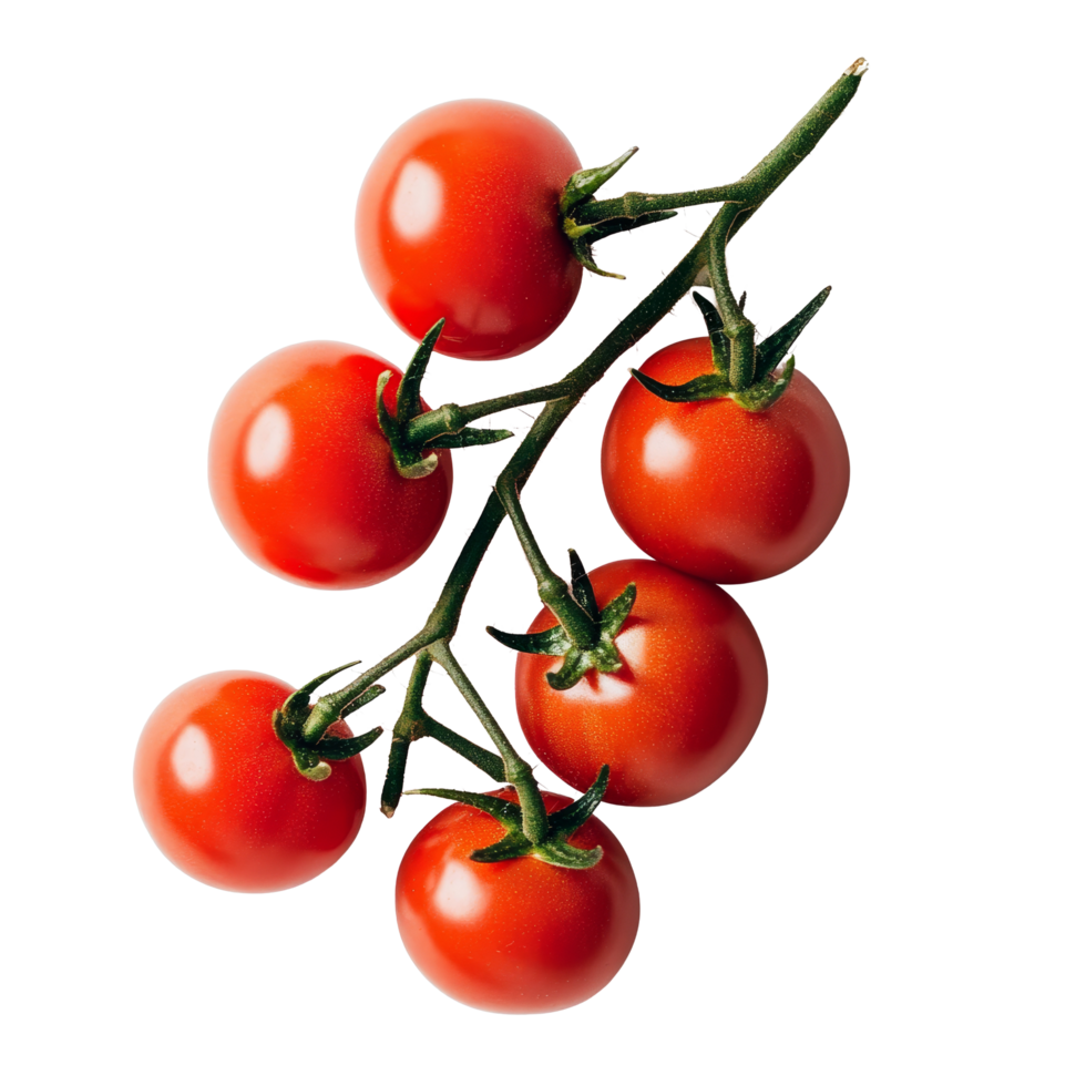Fresh vineripened tomatoes arranged on a clean transparent background for culinary use, Branch of delicious tomatoes on whtie background png
