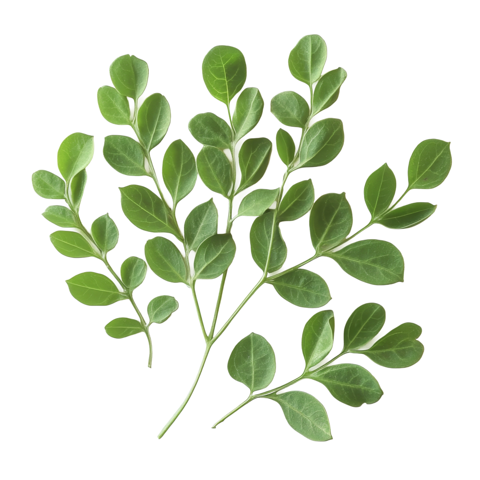 Fresh moringa leaves arranged on a clean transparent background, showcasing their vibrant green color and texture, Moringa leaves on transparent background png