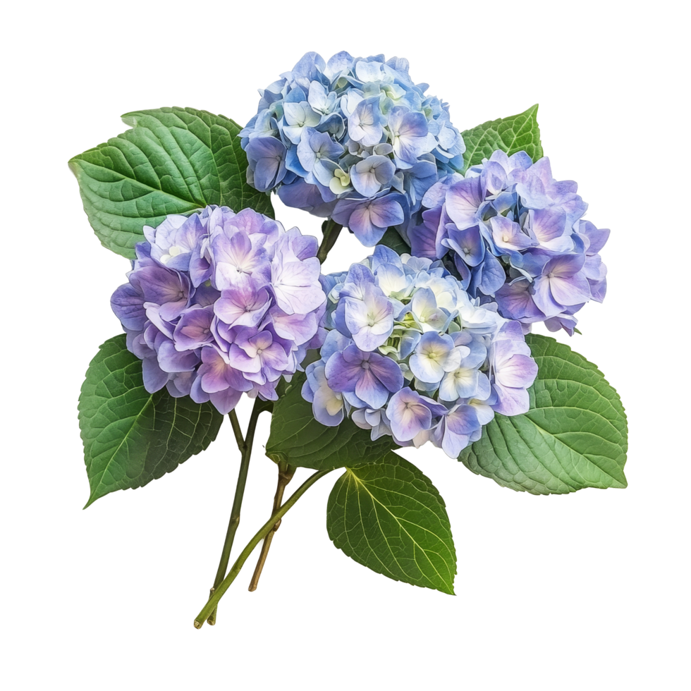 Beautiful hydrangea flowers in a floral arrangement surrounded by lush green leaves on a clean transparent background, hydrangeas flowers in a floral arrangement isolated on transparent background png