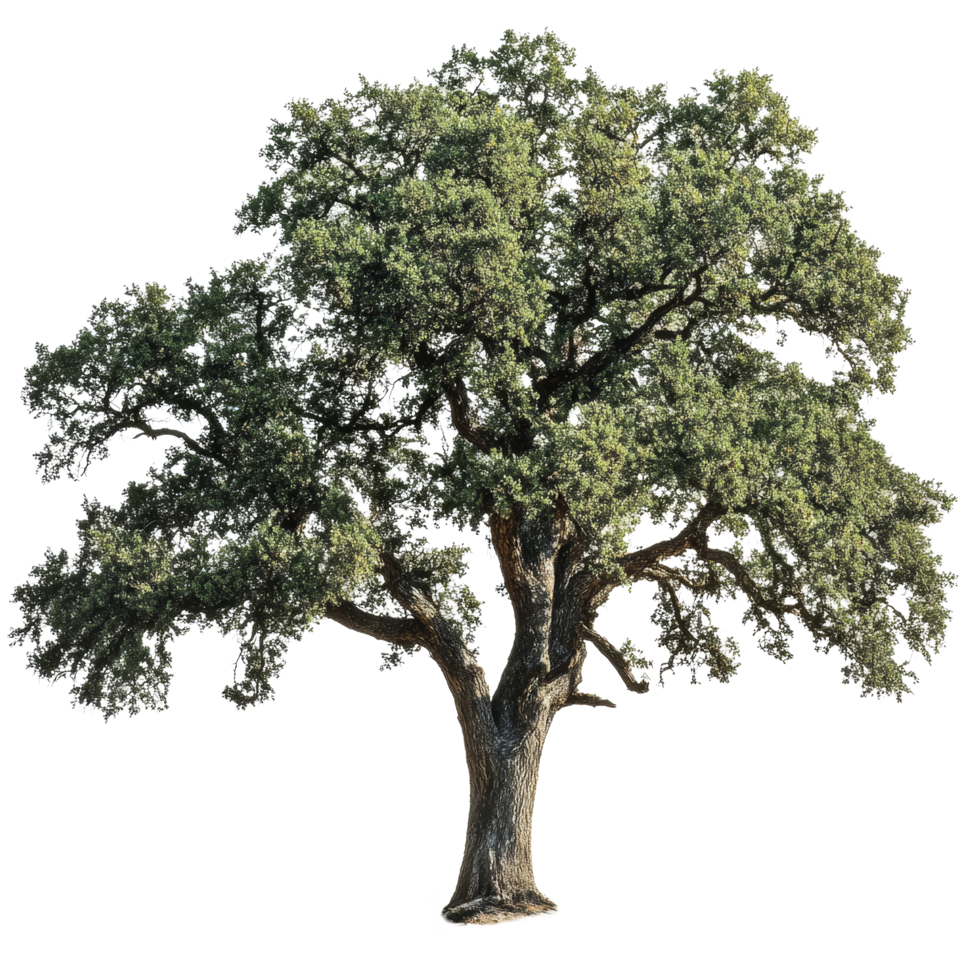 Majestic oak tree standing alone on a transparent background showcasing its vibrant green leaves and sturdy trunk, Oak tree transparent background png