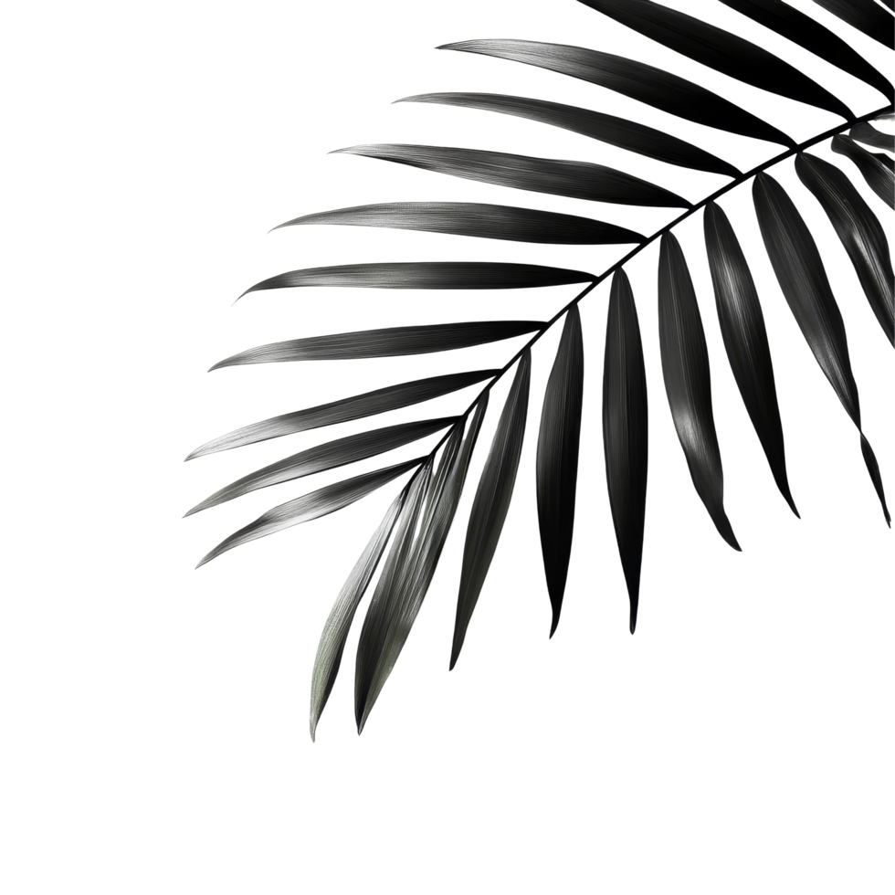 Blurred tropical palm leaf casting a delicate shadow on a light transparent background, blurred black tropical palm leaf with shadow on transparent backgroundfile png