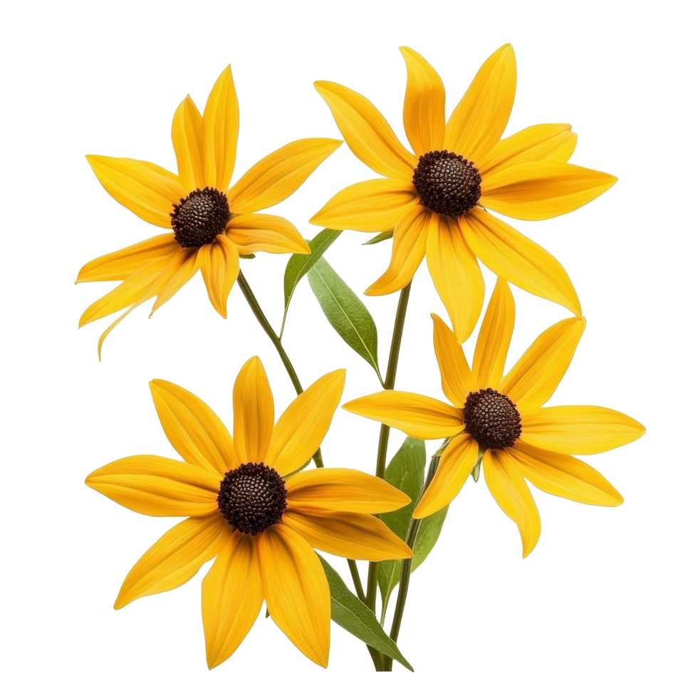 Bright blackeyed Susan flowers arranged beautifully against a transparent background, black eyed susan flowers isolated on transparent background png