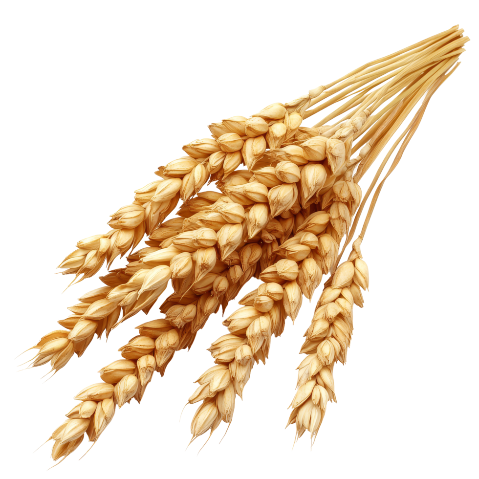 Wheat stalks displayed on a transparent background showcasing the natural golden hue and texture of the grains, Wheat, isolated transparent background png