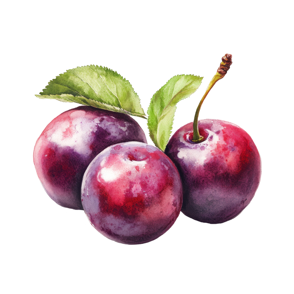 Fresh plum cherries arranged elegantly on a transparent background ready for culinary use or artistic display, plum cherry on transparent background png