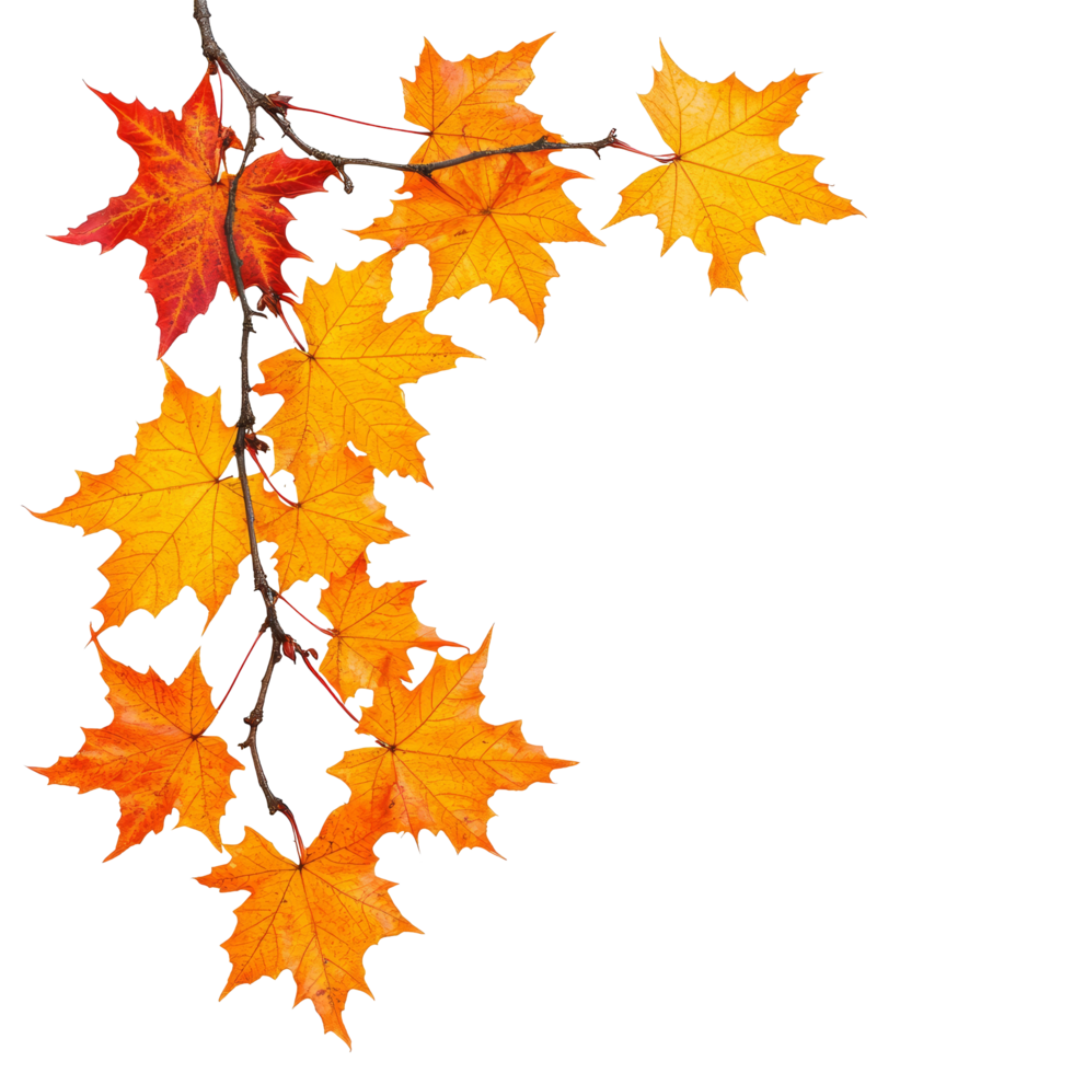 Autumn maple branch with vibrant leaves against a clean, transparent background, autumn maple branch leaves corner edge transparent background png