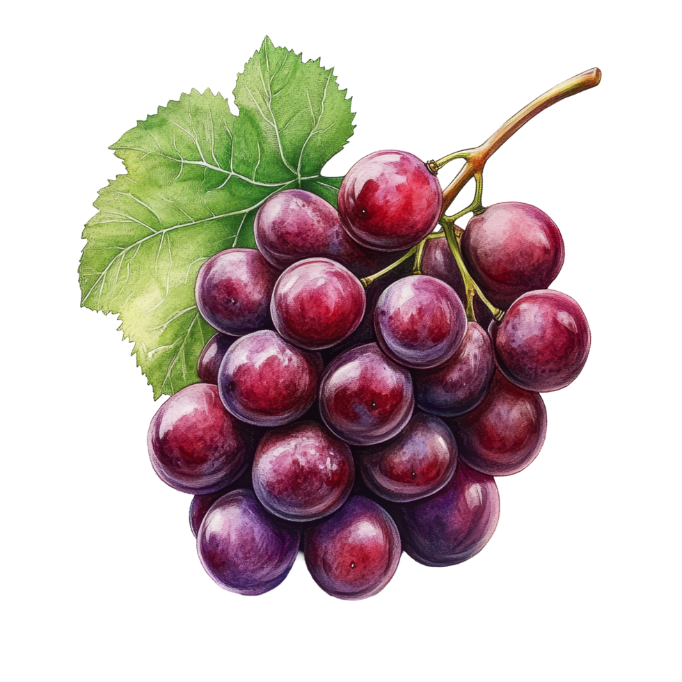 Fresh red grapes displayed on a clean transparent background highlighting their rich color and natural shine, Red grapes isolated on transparent background png
