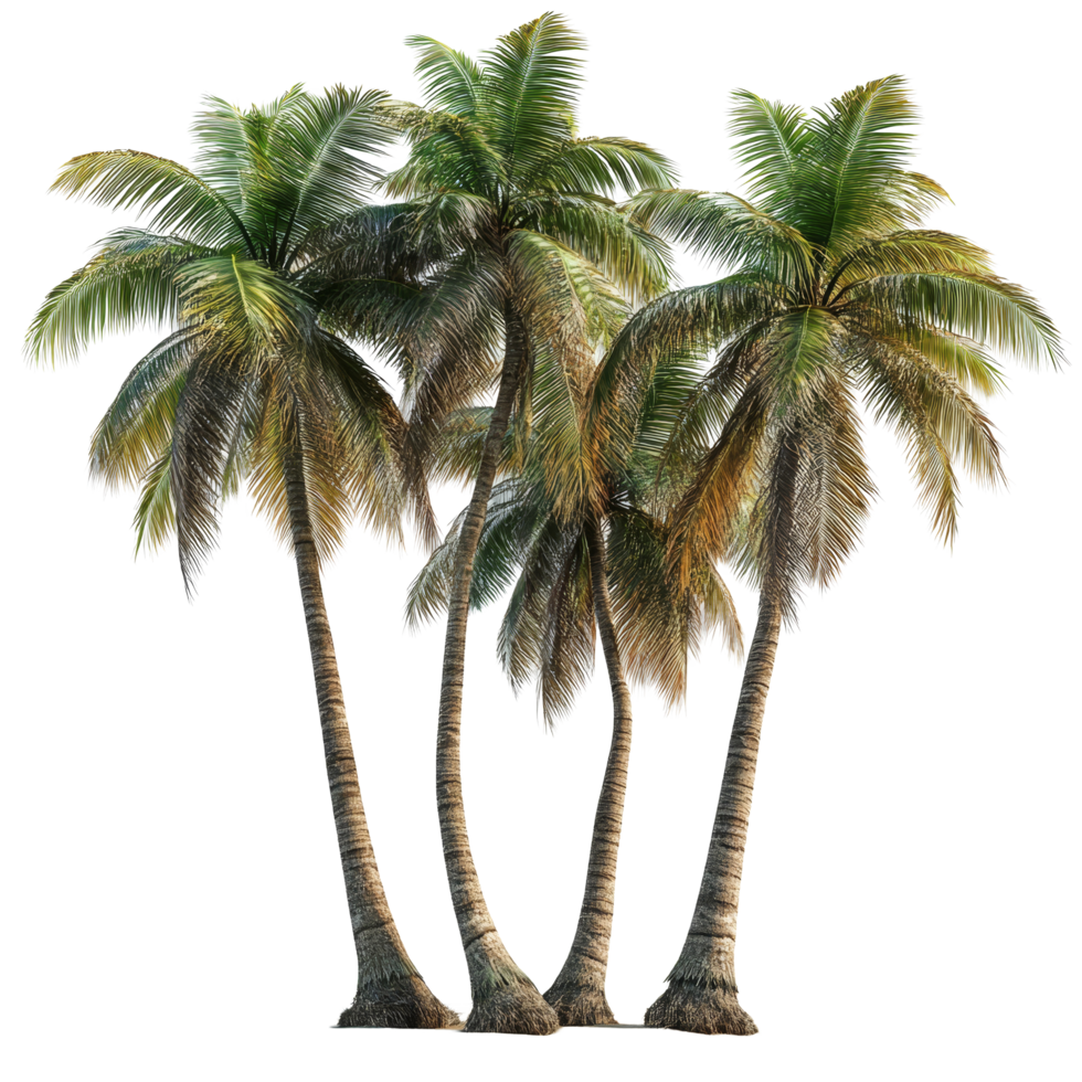 Four tall coconut trees standing isolated against a transparent background, showcasing their lush green fronds and textured trunks, coconut trees isolated on transparent background png