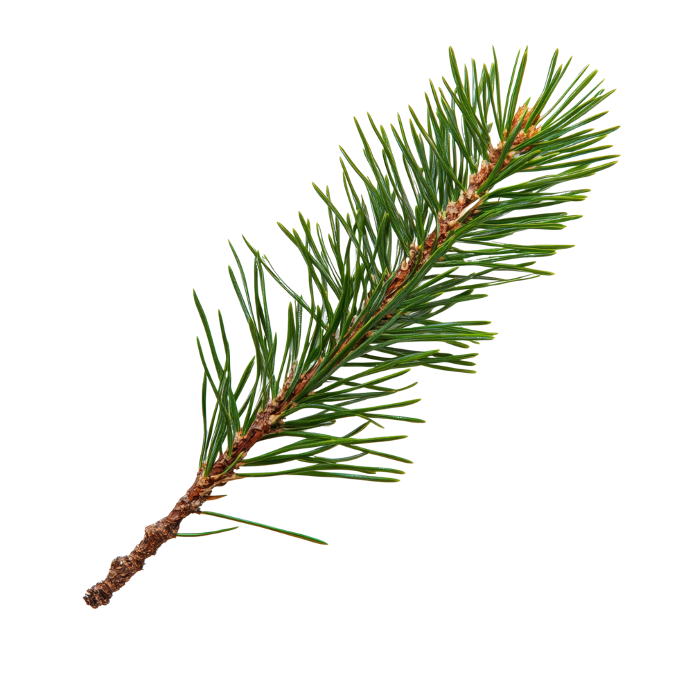 A closeup of a pine branch with vibrant green needles isolated on a transparent background for natural beauty display, pine branch with needlesfile of isolated object on transparent background png
