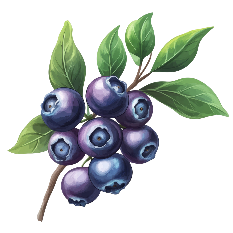Fresh blueberries with lush green leaves isolated on a clean background, Blueberry fruits with leaf branches isolated on a transparent background png