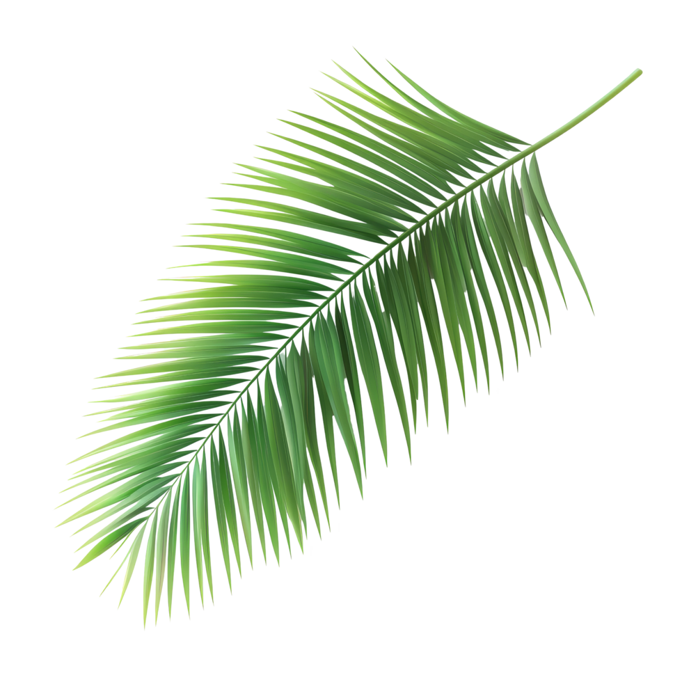 Tropical green palm leaf resting on a transparent surface perfect for summerthemed designs and decorations, tropical coconut palm leaves tree for summer background on transparent background file png