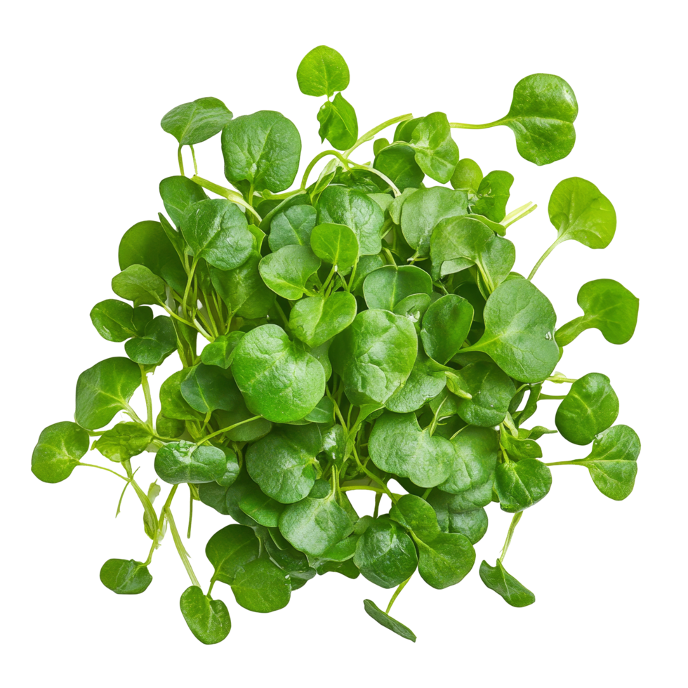 Fresh organic watercress arranged on a clean transparent background showcasing its vibrant green color, Fresh organic vegetable watercress on transparent background. vegetable watercress transparent png