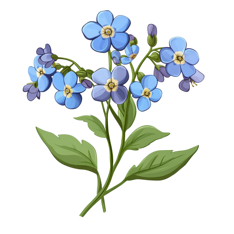 Beautiful forgetmenot flowers clipart with delicate blue petals on a transparent background for artistic designs, forget me not flowers isolated on transparent background png