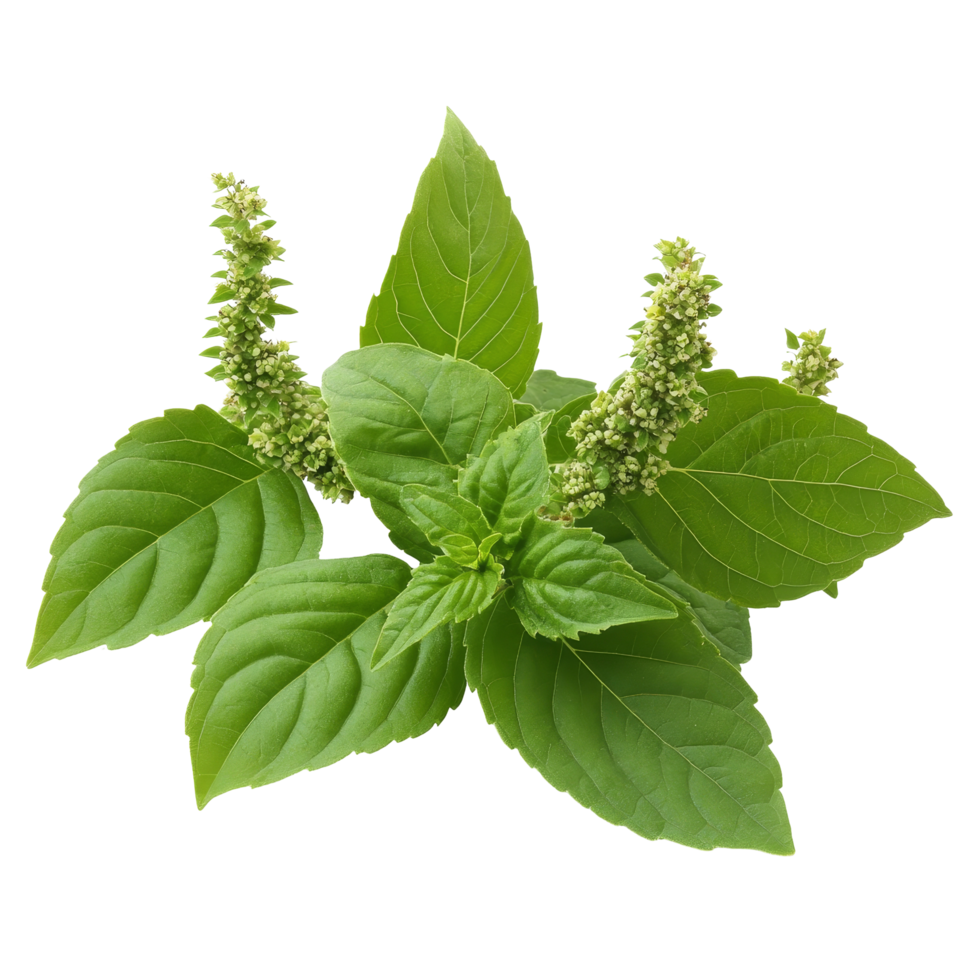 Holy basil leaves with blooms isolated on a clean transparent background highlighting their rich green color, Holy Basil,Ocimum sanctum leaf isolated on transparent background png