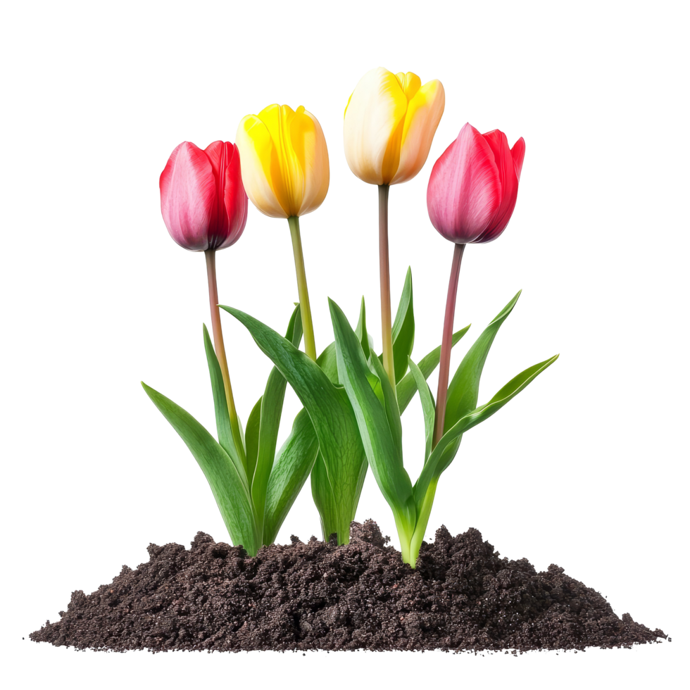 Vibrant tulip flowers emerging from rich soil against a clean transparent backdrop showcasing natures beauty, Tulip flower with soil transparent background. Tulips flowers isolated on transparent png