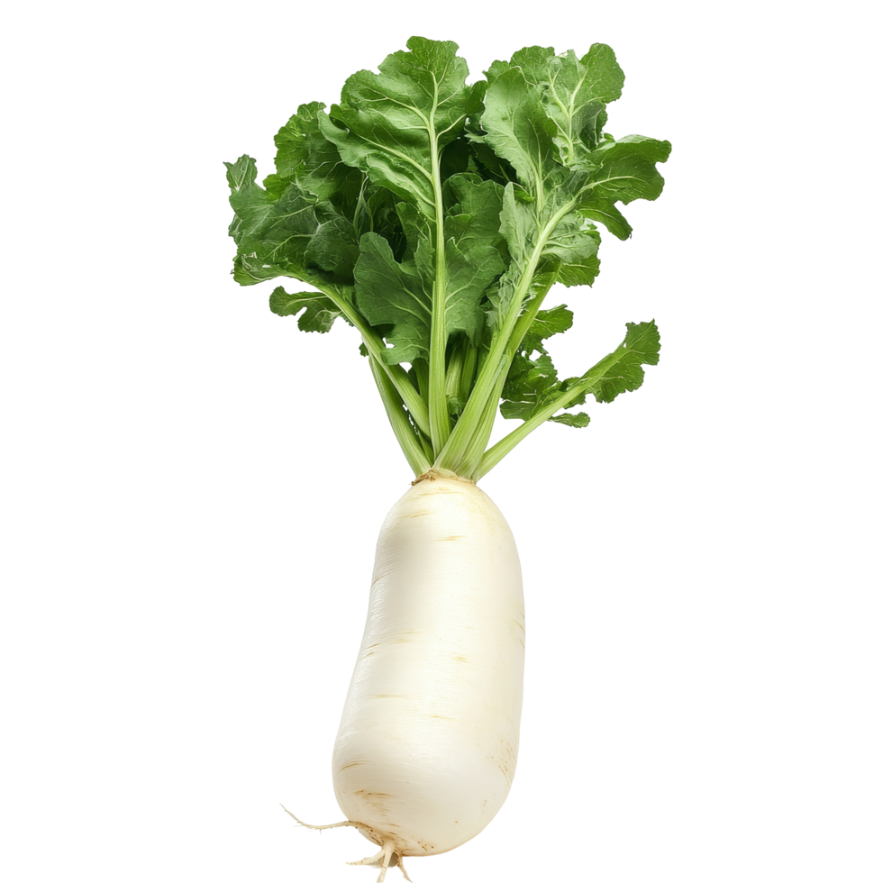 Fresh daikon radish with vibrant green leaves against a clean transparent background, showcasing its natural beauty for culinary use, Daikon radish transparent background png