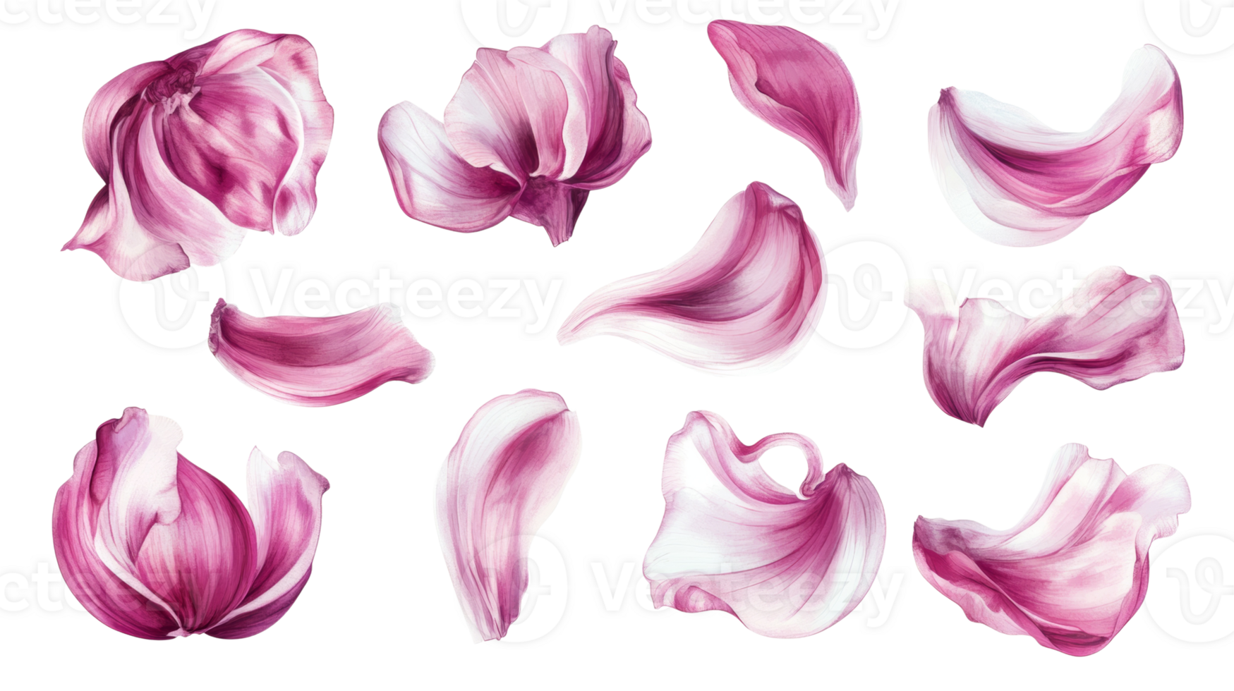 Delicate Pink Flower Petals Isolated on Black png