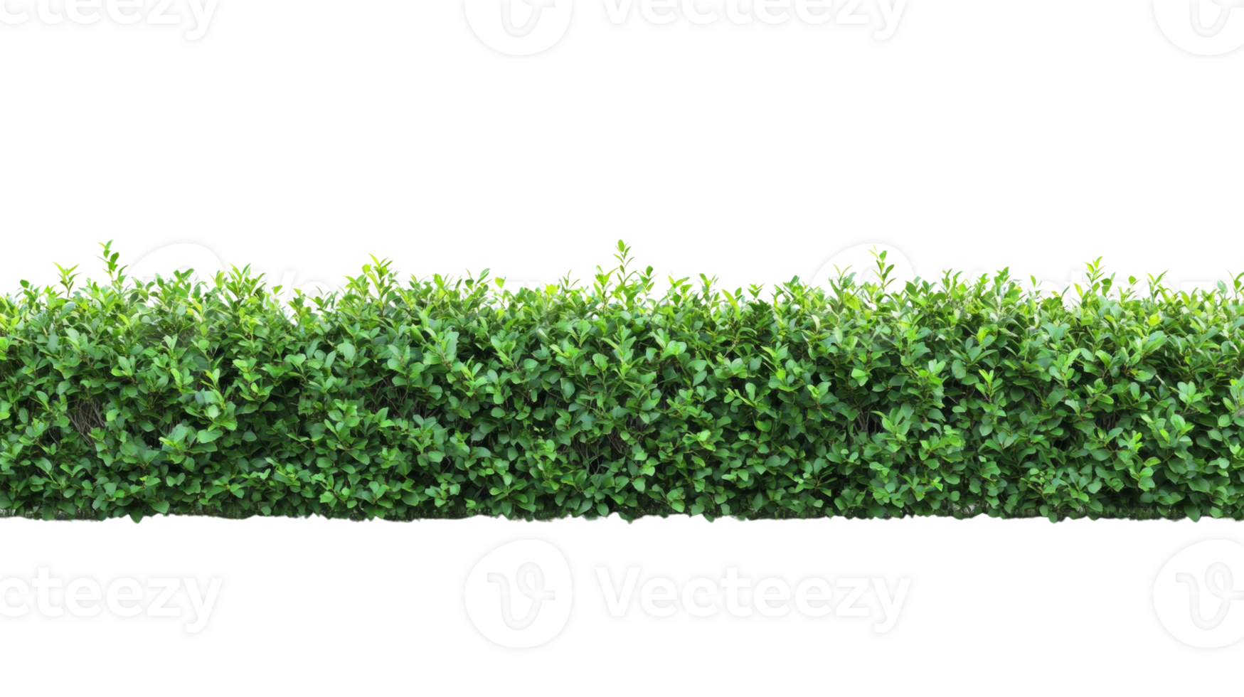 Lush Green Hedge Landscape Photography png