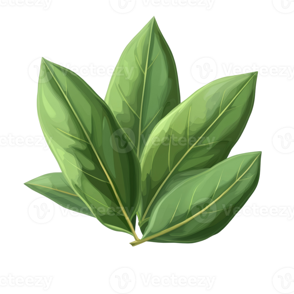 A Cluster of Lush Green Bay Leaves Isolated on Black png