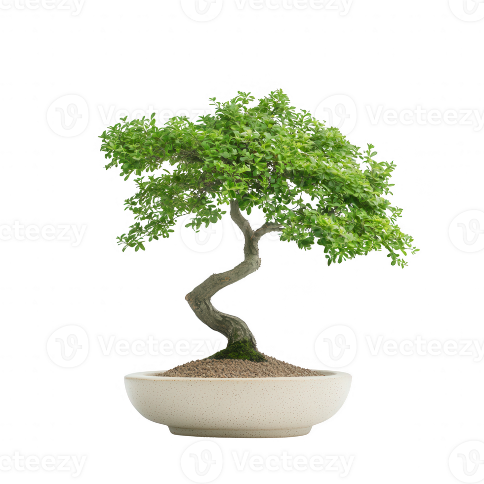 A beautiful bonsai tree showcasing its intricate shape and vibrant green leaves. png