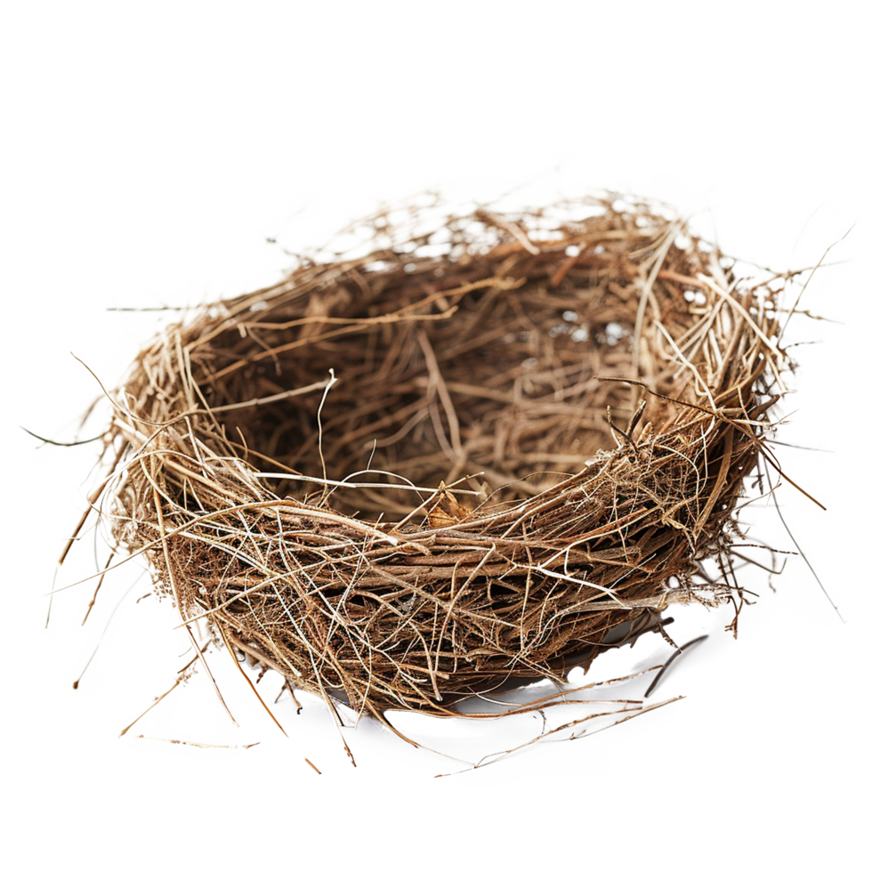 Empty birds nest twigs nature spring brown png