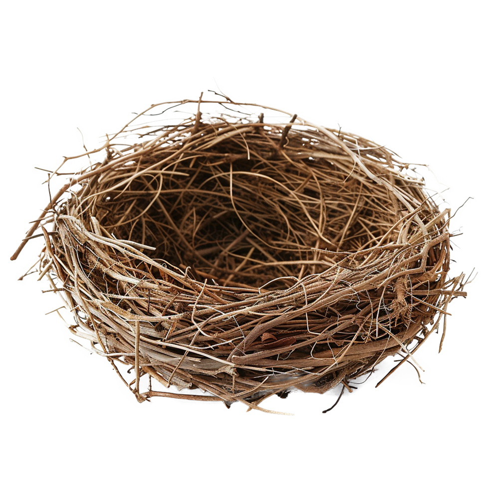 Empty birds nest twigs nature home brown png