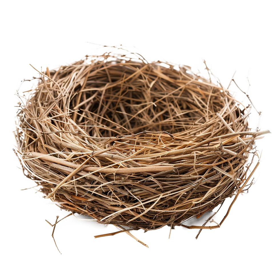 Empty bird nest twigs nature home spring png